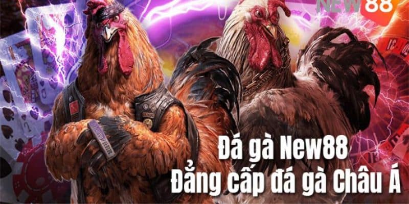 Đá gà tre trực tiếp - Bật Mí Bí Quyết Chiến Thắng Cực Đỉnh 2 đá gà tre trực tiếp